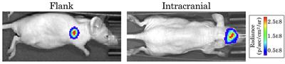 Quantifying Glioblastoma Drug Response Dynamics Incorporating Treatment Sensitivity and Blood Brain Barrier Penetrance From Experimental Data